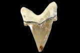 Serrated, Fossil Auriculatus Tooth - Tuzbair, Kazakhstan #173791-1